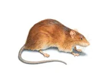 校园食堂老鼠防治